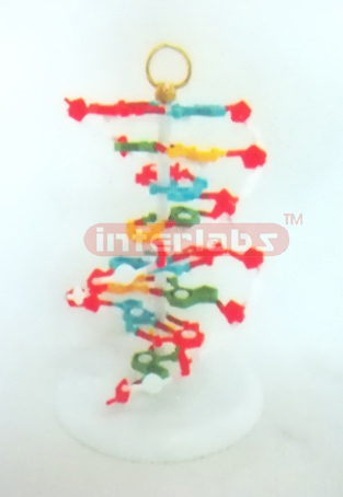 SMALL DNA DOUBLE HELIX MODEL